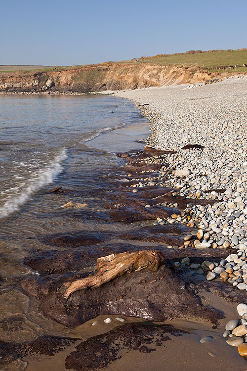Prehistoric Submerged Forest - 7