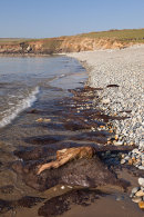 Prehistoric Submerged Forest - 7