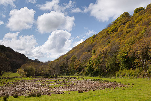 Court Wood