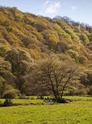 Meadow