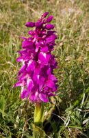Early Purple Orchid