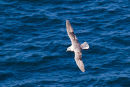 Fulmar
