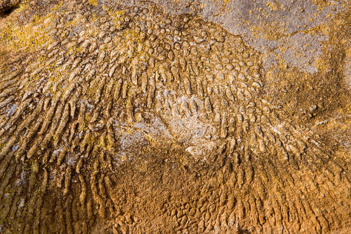 Coral Fossil