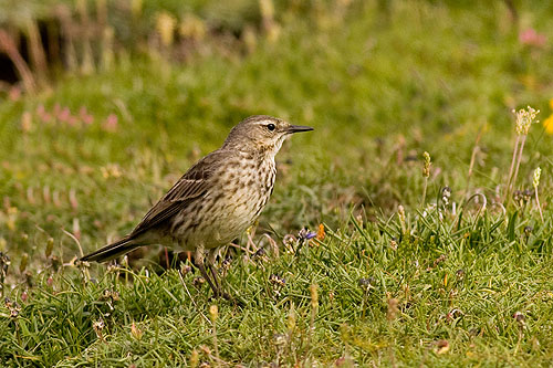 Rock Pipit - ?