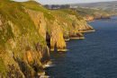 Coch Y Ceiliog