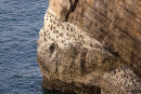 Seabirds