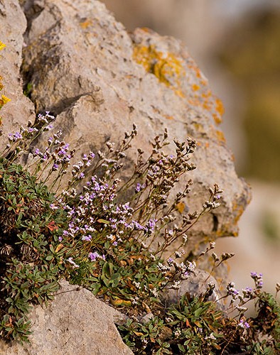 Rock Sea lavender