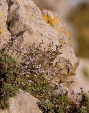 Rock Sea lavender