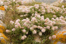 Haresfoot Clover