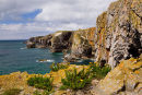 Golden Samphire