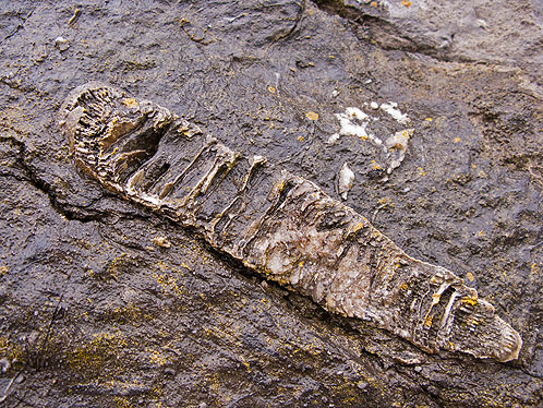 Solitary Rugose Coral Fossil ? -
