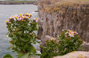 Sea Aster