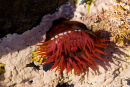 Beadlet Anemone