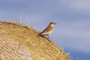 Wheatear