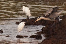 Little Egret