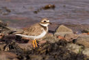 Ringed Plover