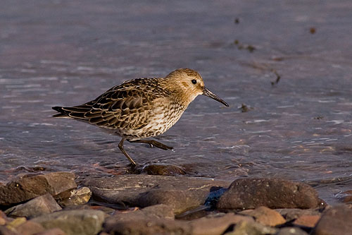 Dunlin ?