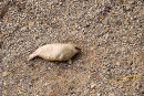 Atlantic Grey Seal Pup