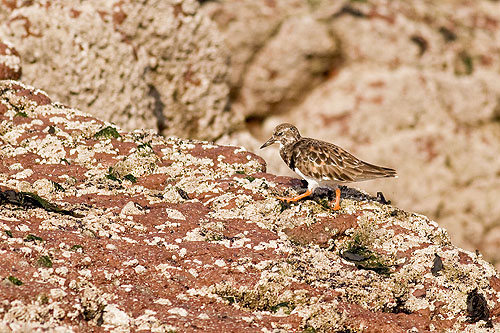 Turnstone