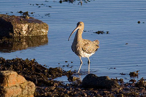 Curlew