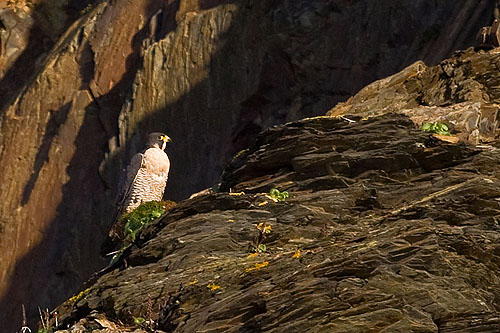 Peregrine Falcon