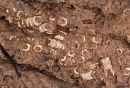 Crinoid - Fossils