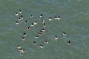 Razorbill