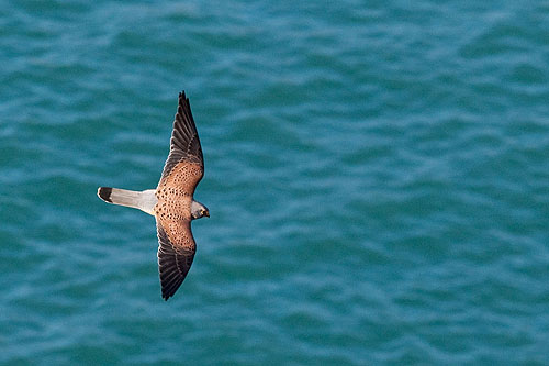 Kestrel
