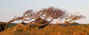 Hawthorn