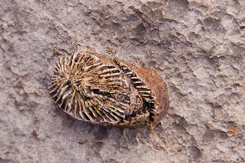 Rugose Coral Fossil ?