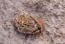 Rugose Coral Fossil ?