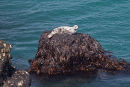 Seal