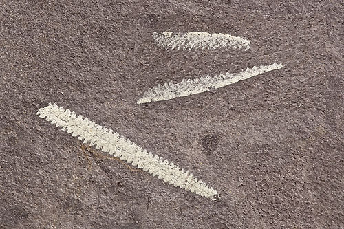 Graptolite - Fossils