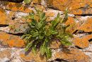 Sea Beet -Beta Vulgaris