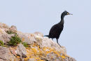 Shag - "Phalacrocorax Aristotelis"
