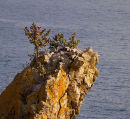 Tree Mallow