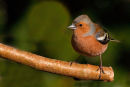 Chaffinch - Male