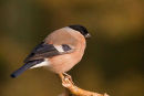 Bullfinch - Female