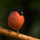 Bullfinch - Male