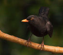 Blackbird - Male