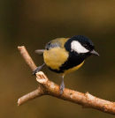 Great Tit