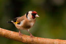 6.9 - Birds and Moths