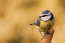 Blue Tit