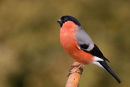 Bullfinch - Male