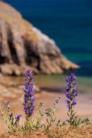 Viper's Bugloss