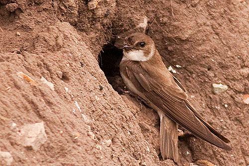 Sand Martin