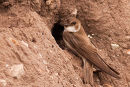 Sand Martin