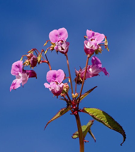 Himilayan Balsam