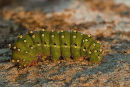 Caterpillar of the "Emperor Moth"