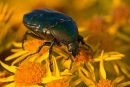 Rose Chafer